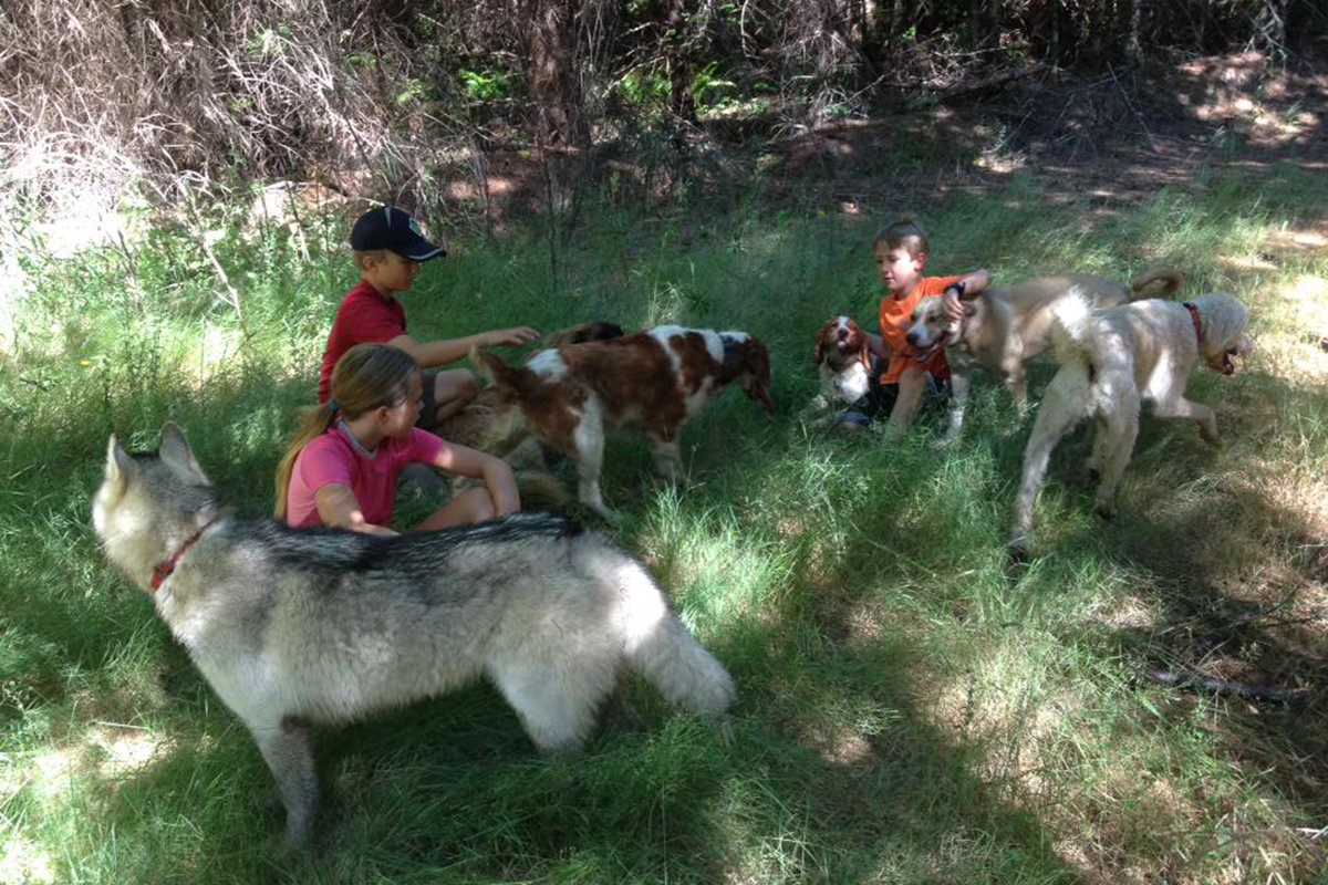 Dogs on the property