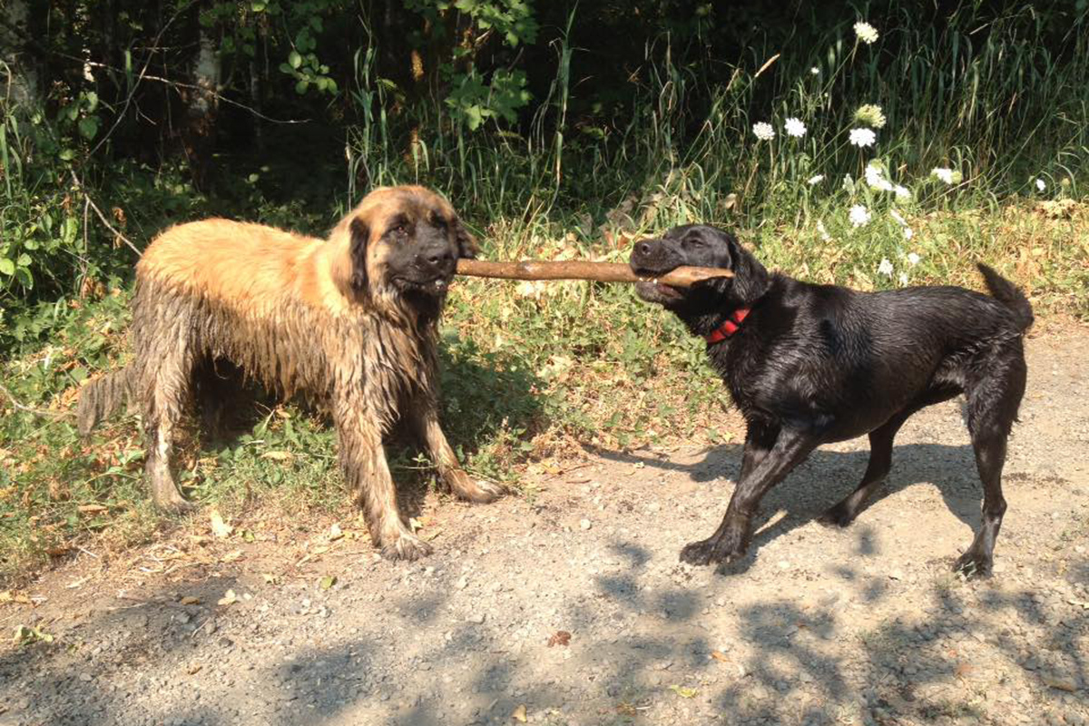 Dogs Boarding