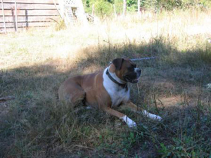Hank